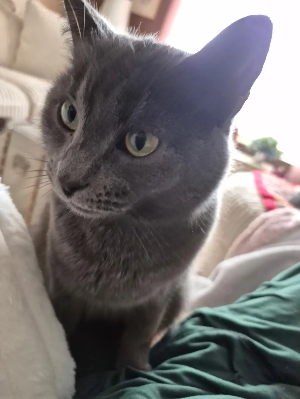 Katie Gray Paws