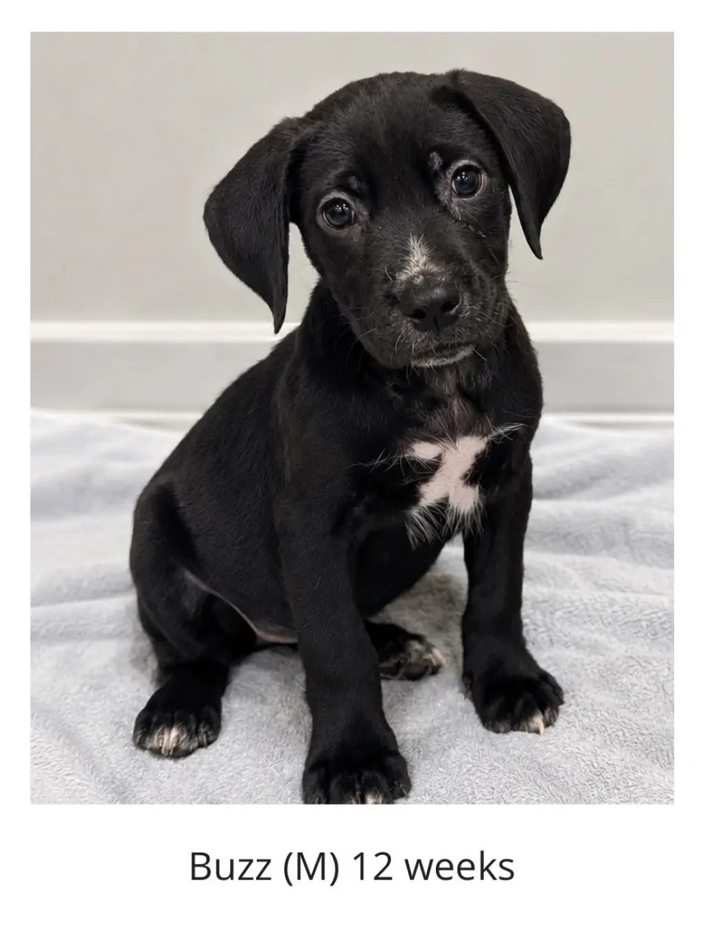 Buzz - The Mischief Maker