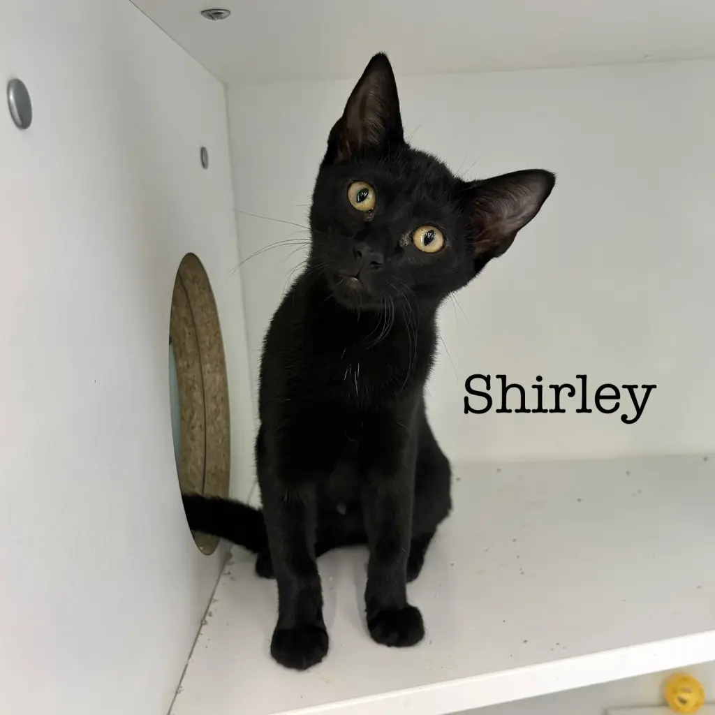 Shirley