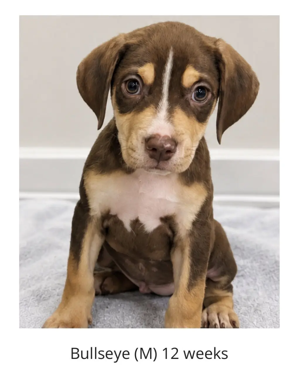 Bullseye - The Brows of the Litter