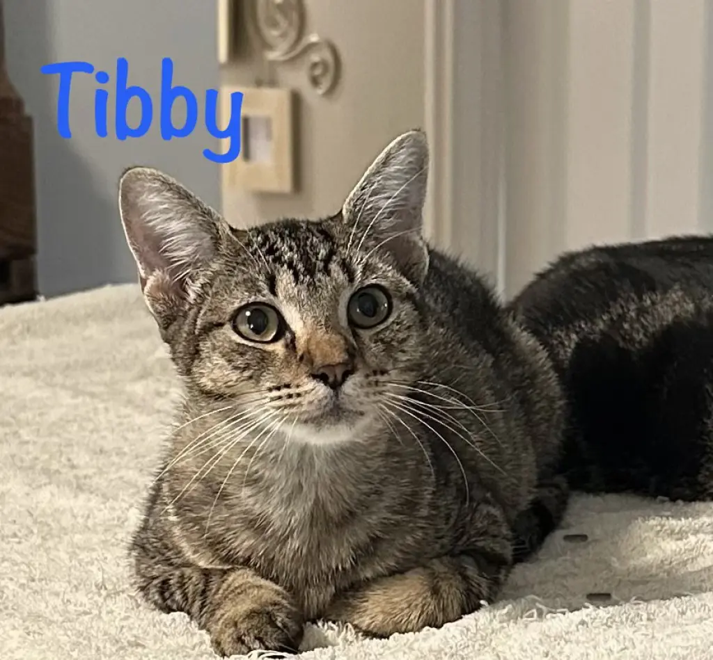 Tibby