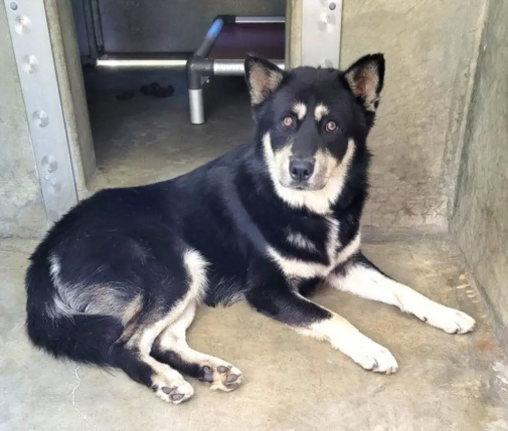 BALTO