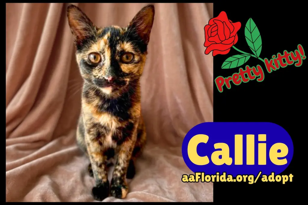 Callie