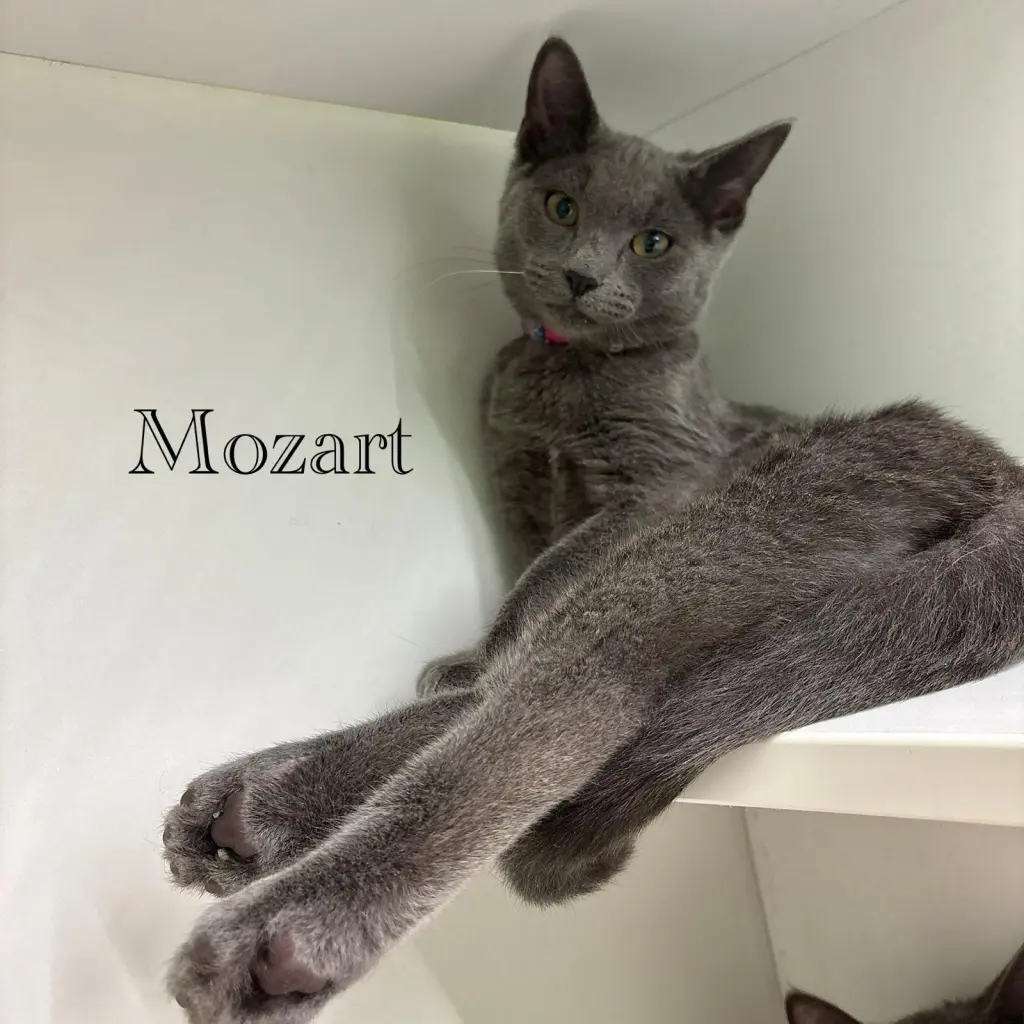 Mozart