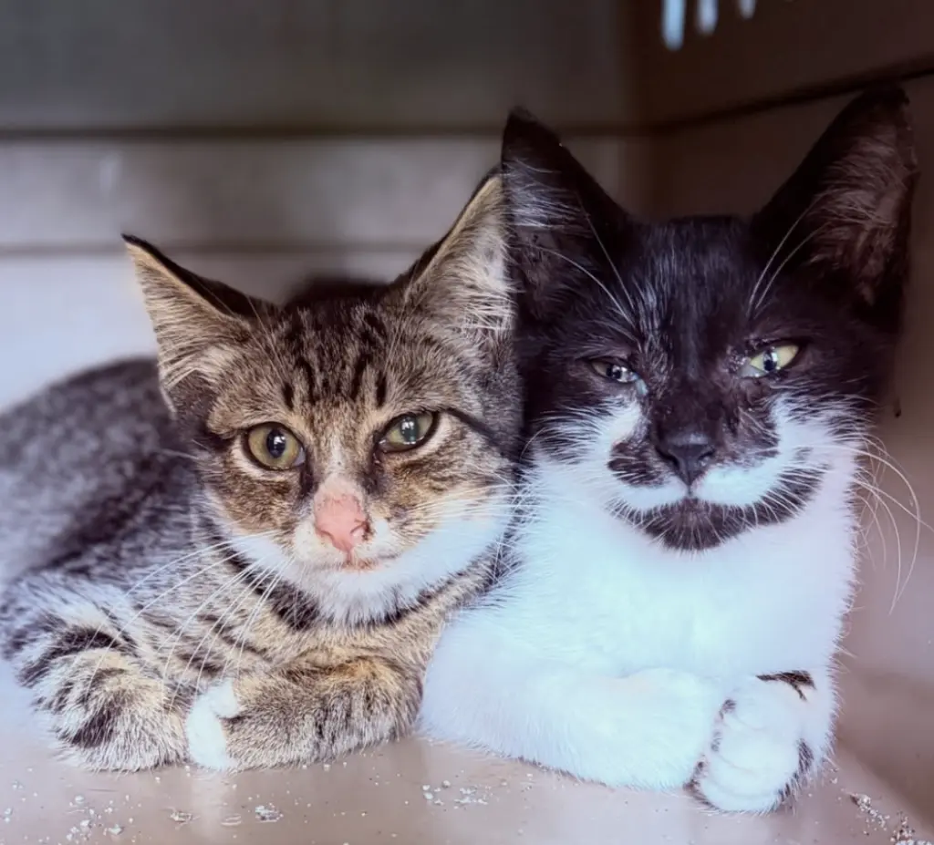 Tank & Turbo