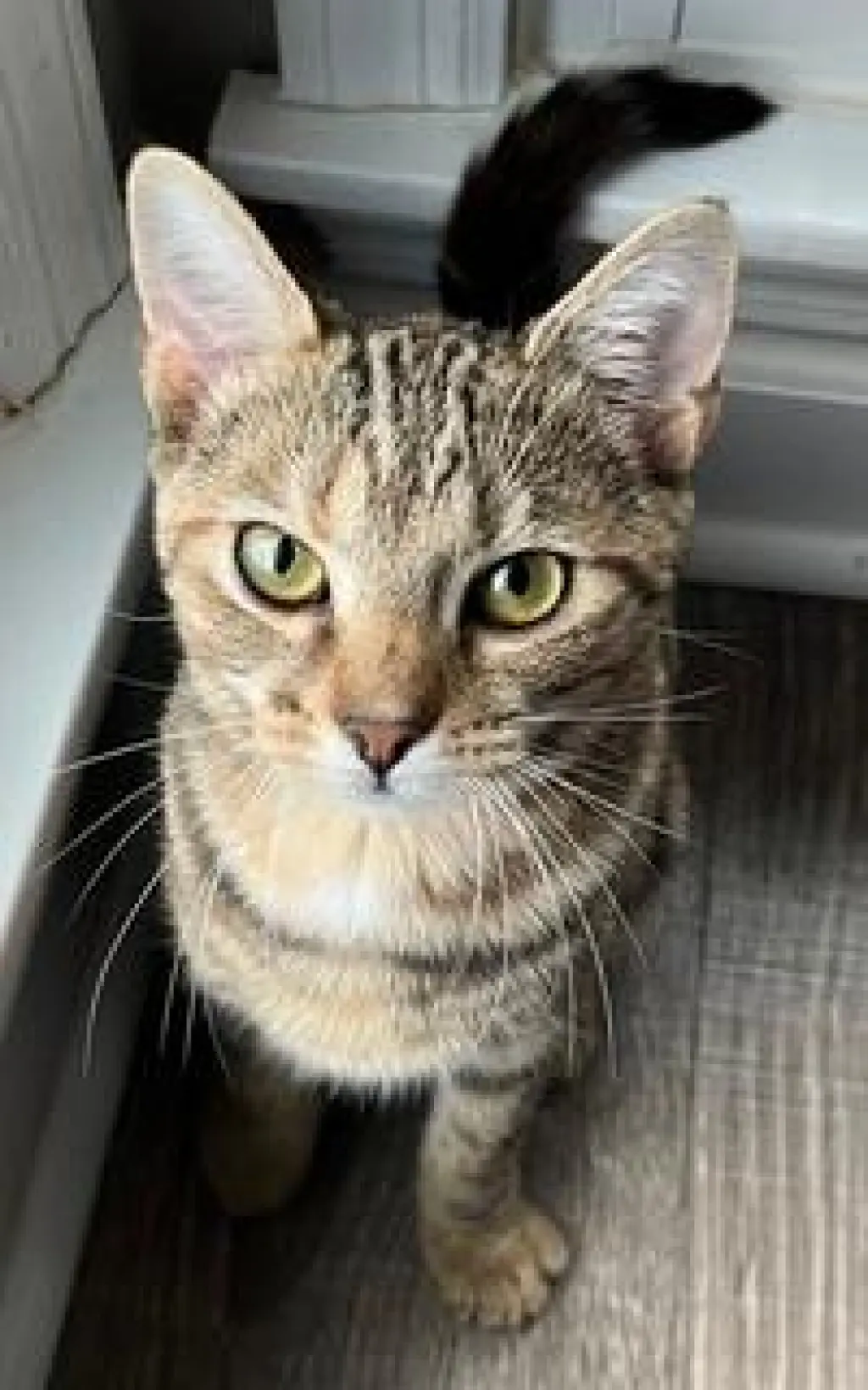 KITTEN SHILO
