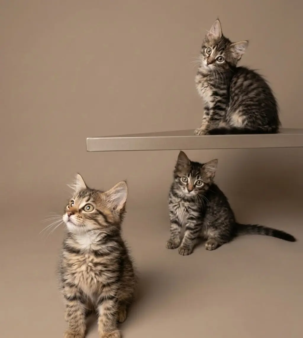 Three Long Haired Kittens!
