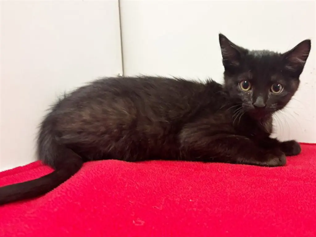 BINX