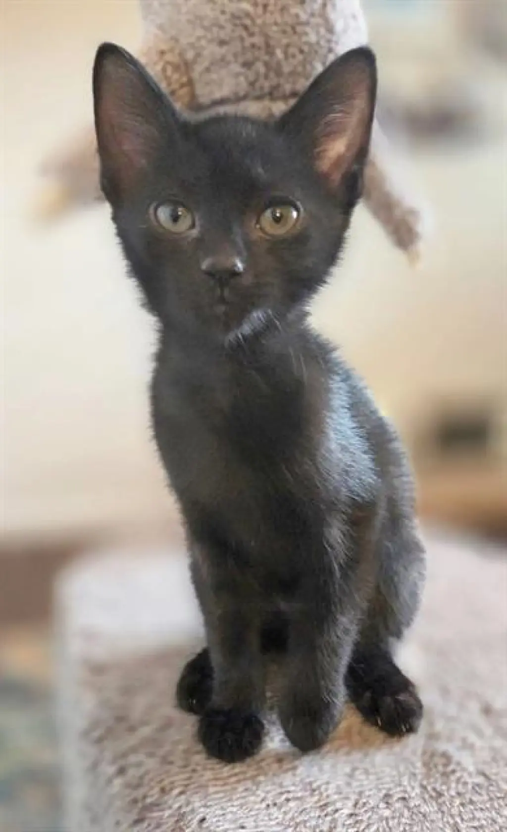 ZIG