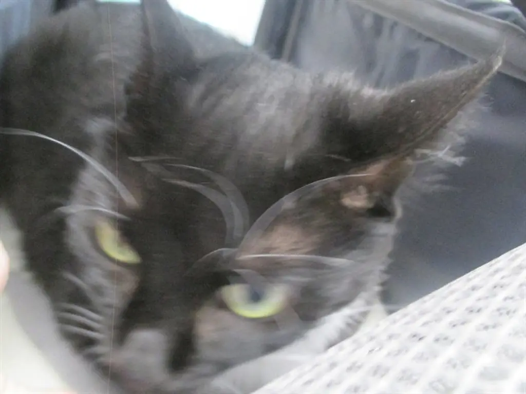 MITTENS