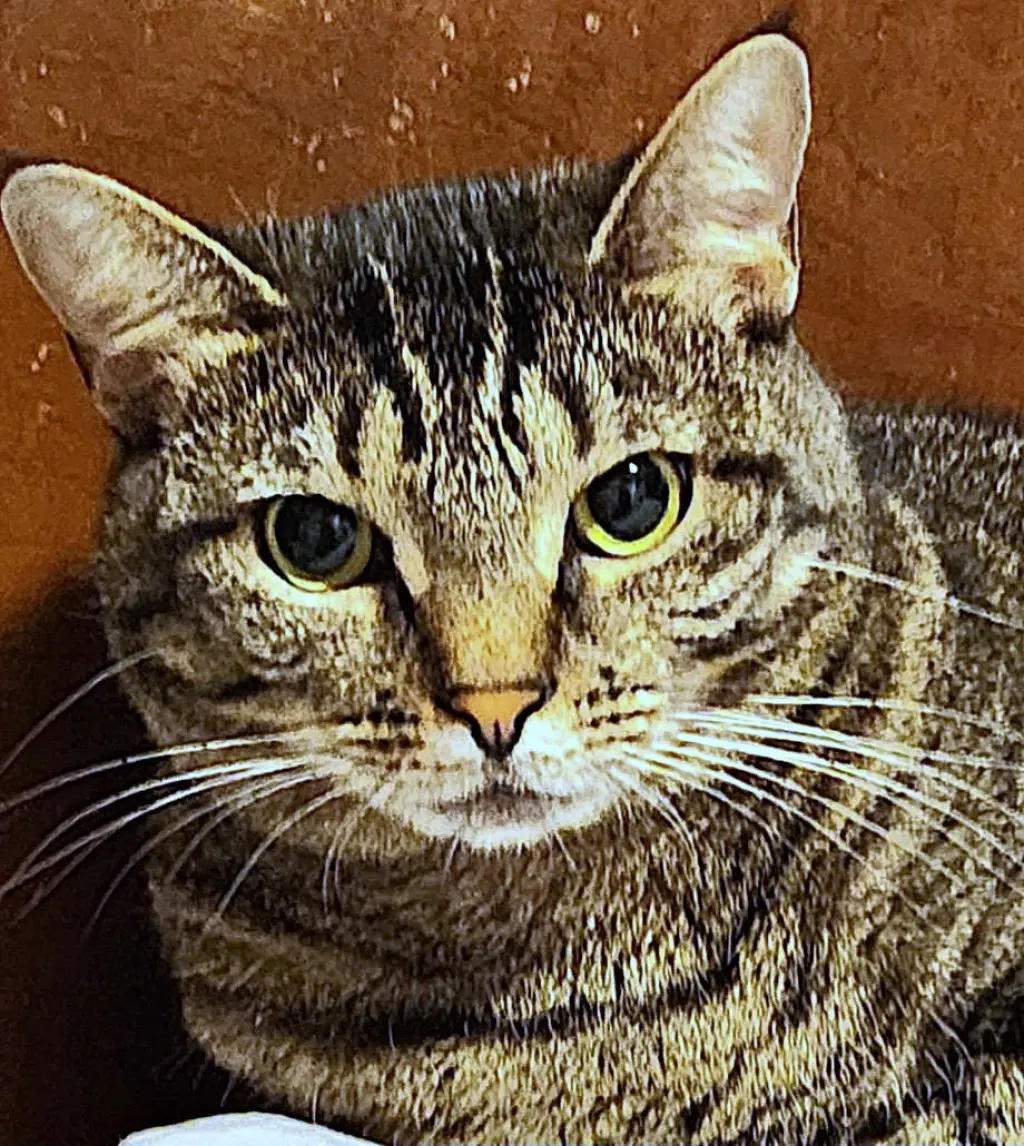 Izzy