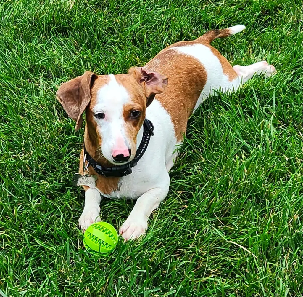 Max