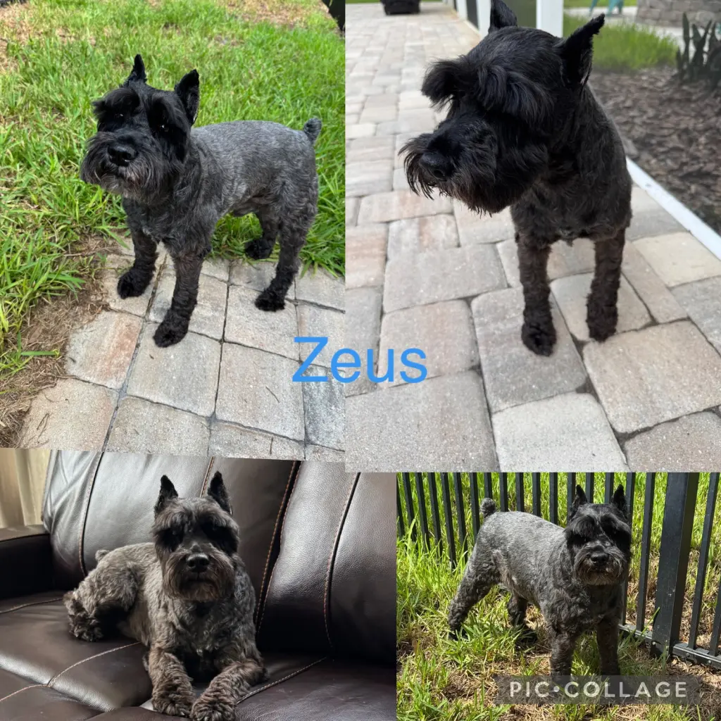 Zeus schnauzer