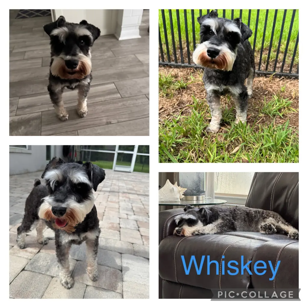 Whiskey Schnauzer