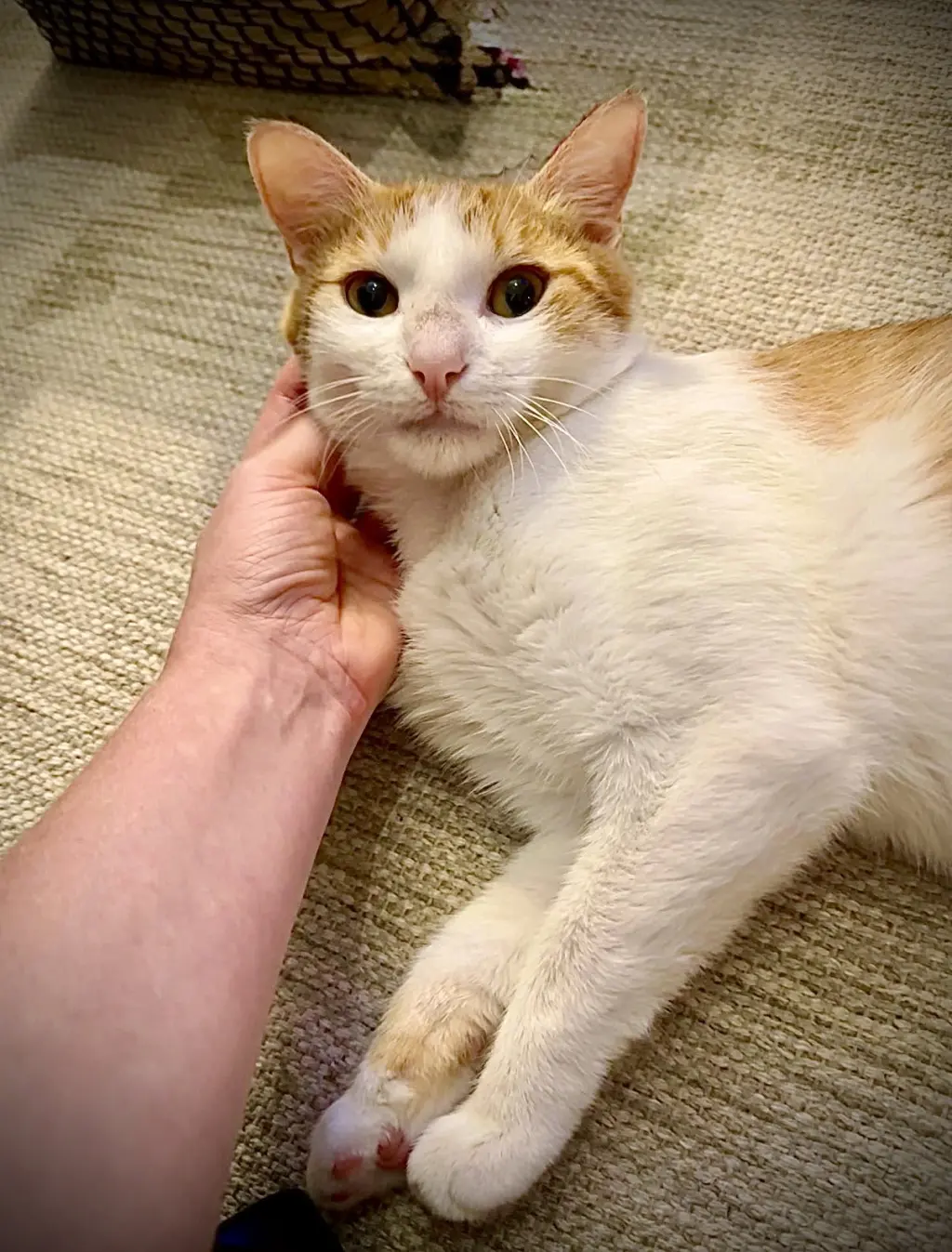 Nilla Wafer