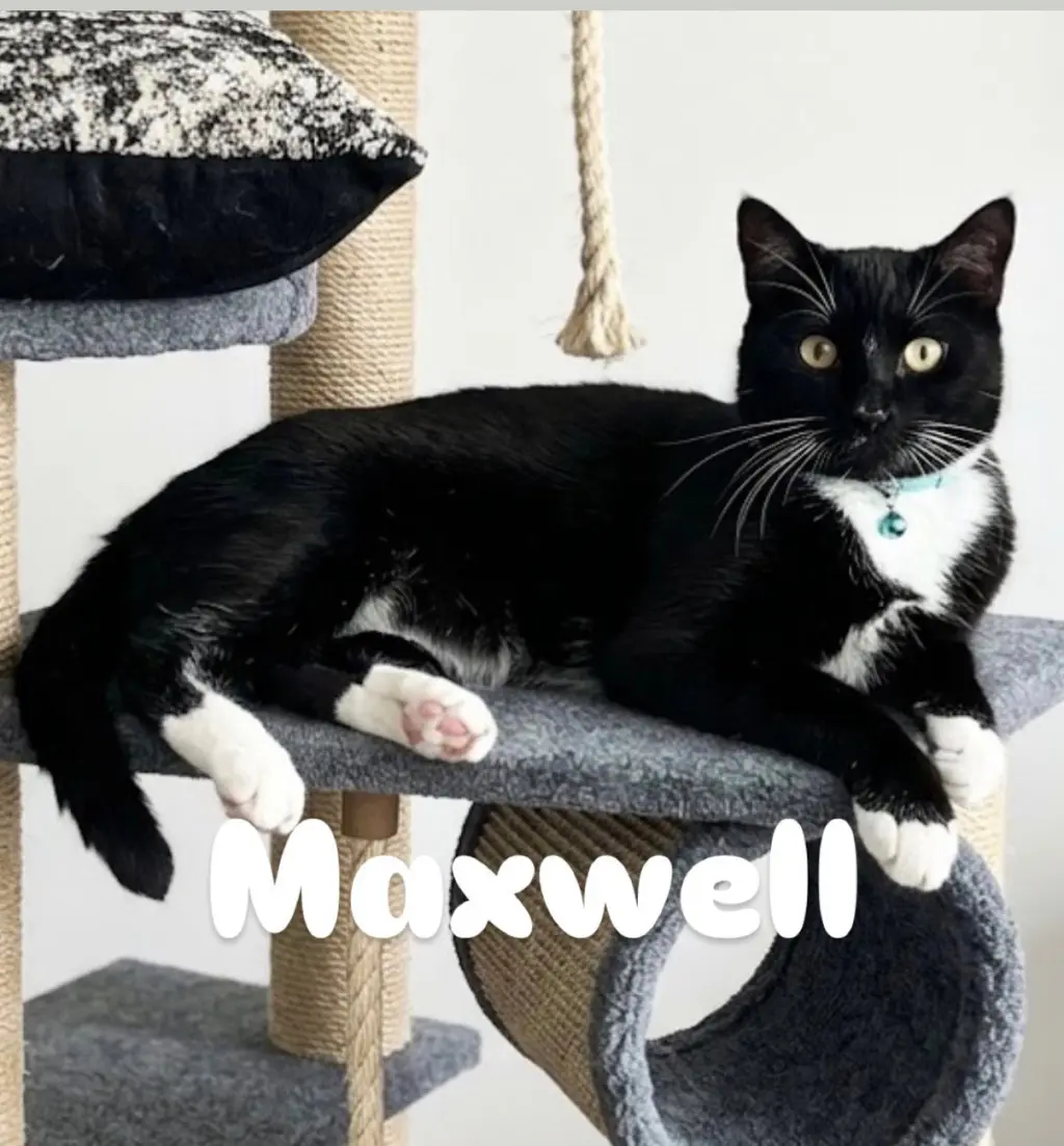Maxwell