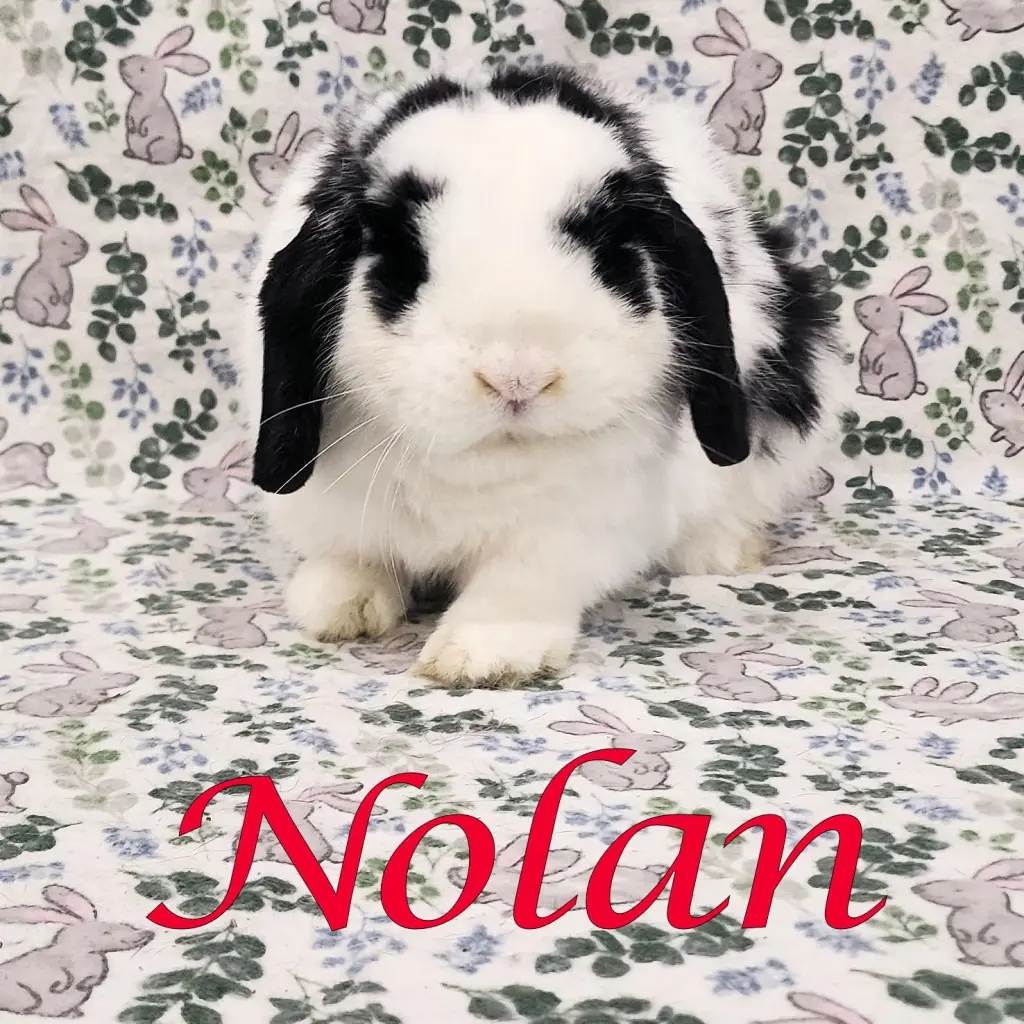 Nolan