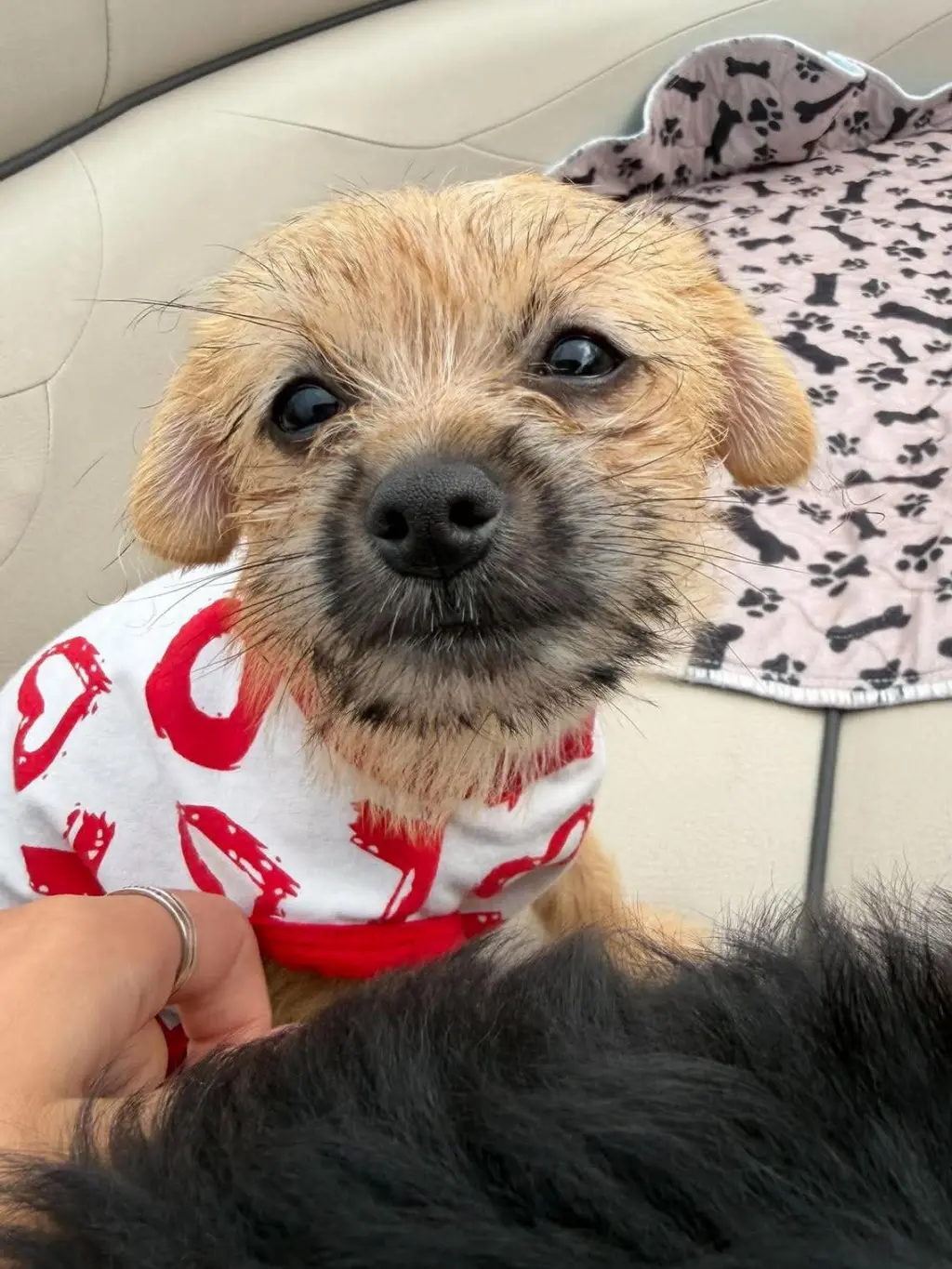 Olive - ADOPTION IN PROCESS