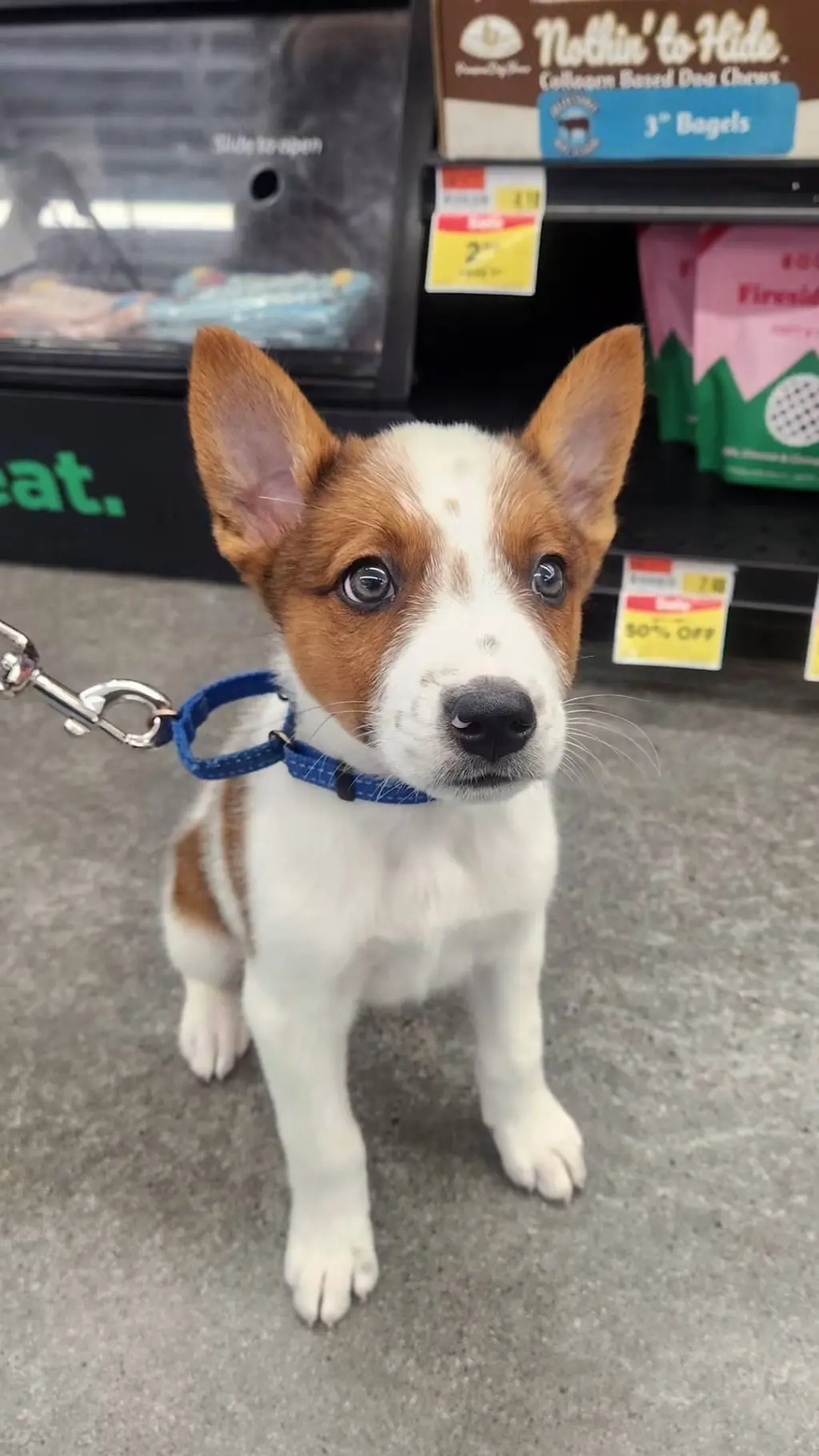 Casper - Halloween Litter