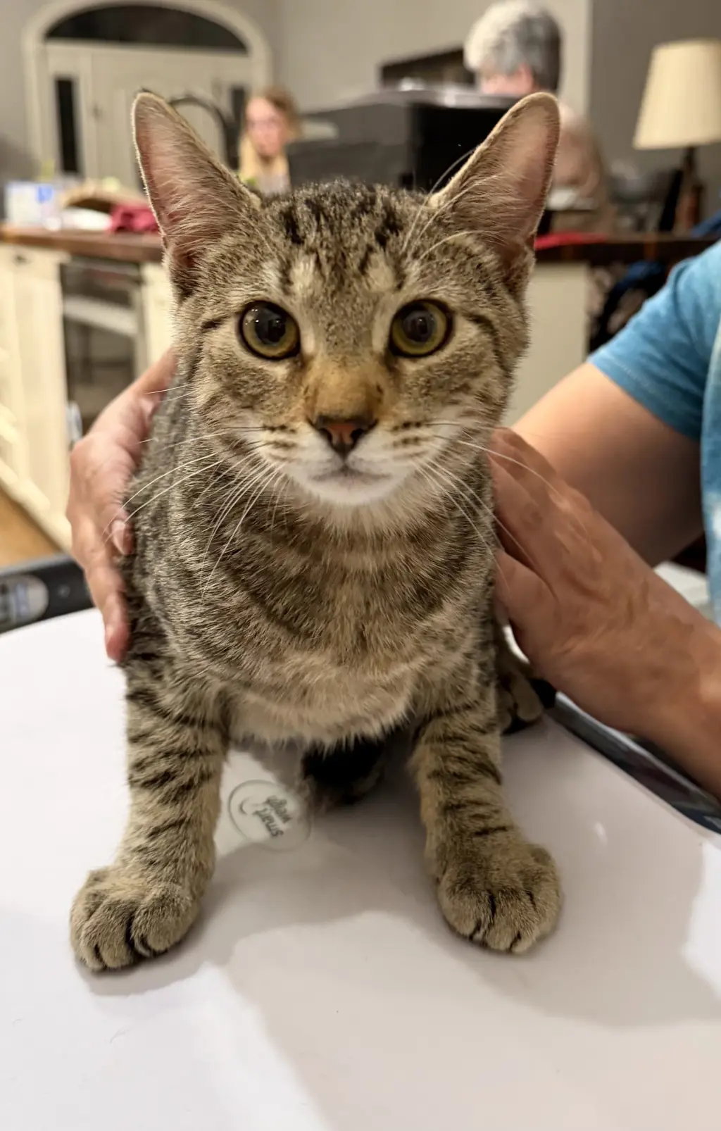 Cosmo (Available for pre-adoption)