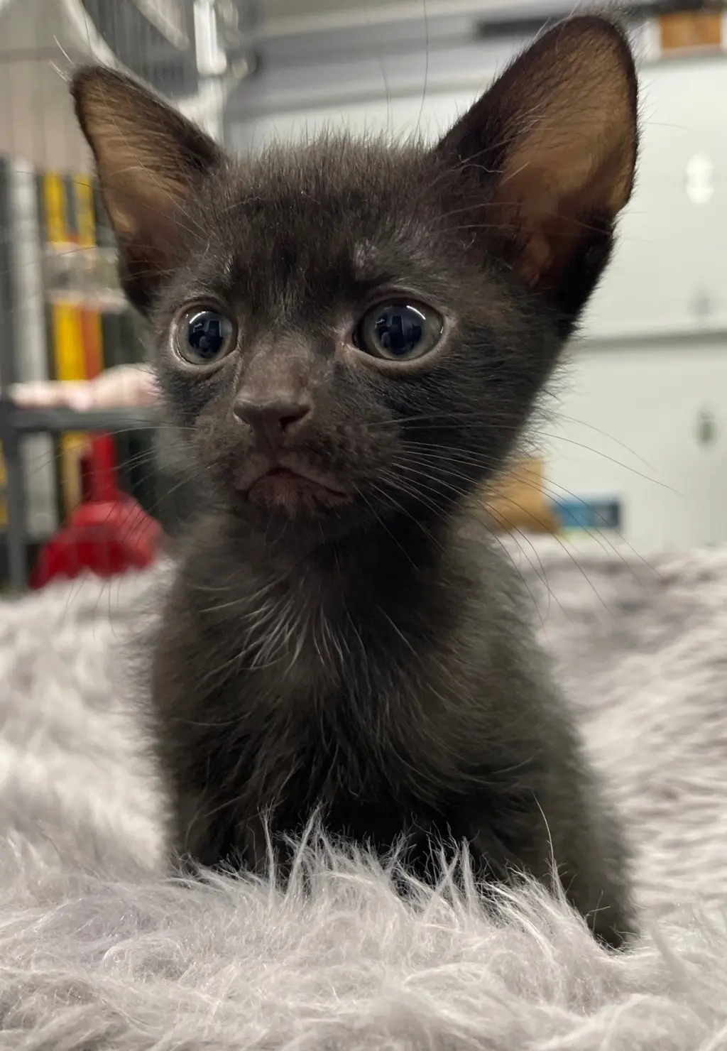 Catbat