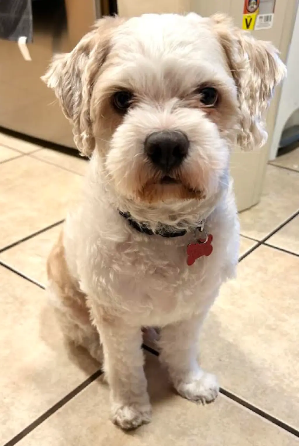 Oso