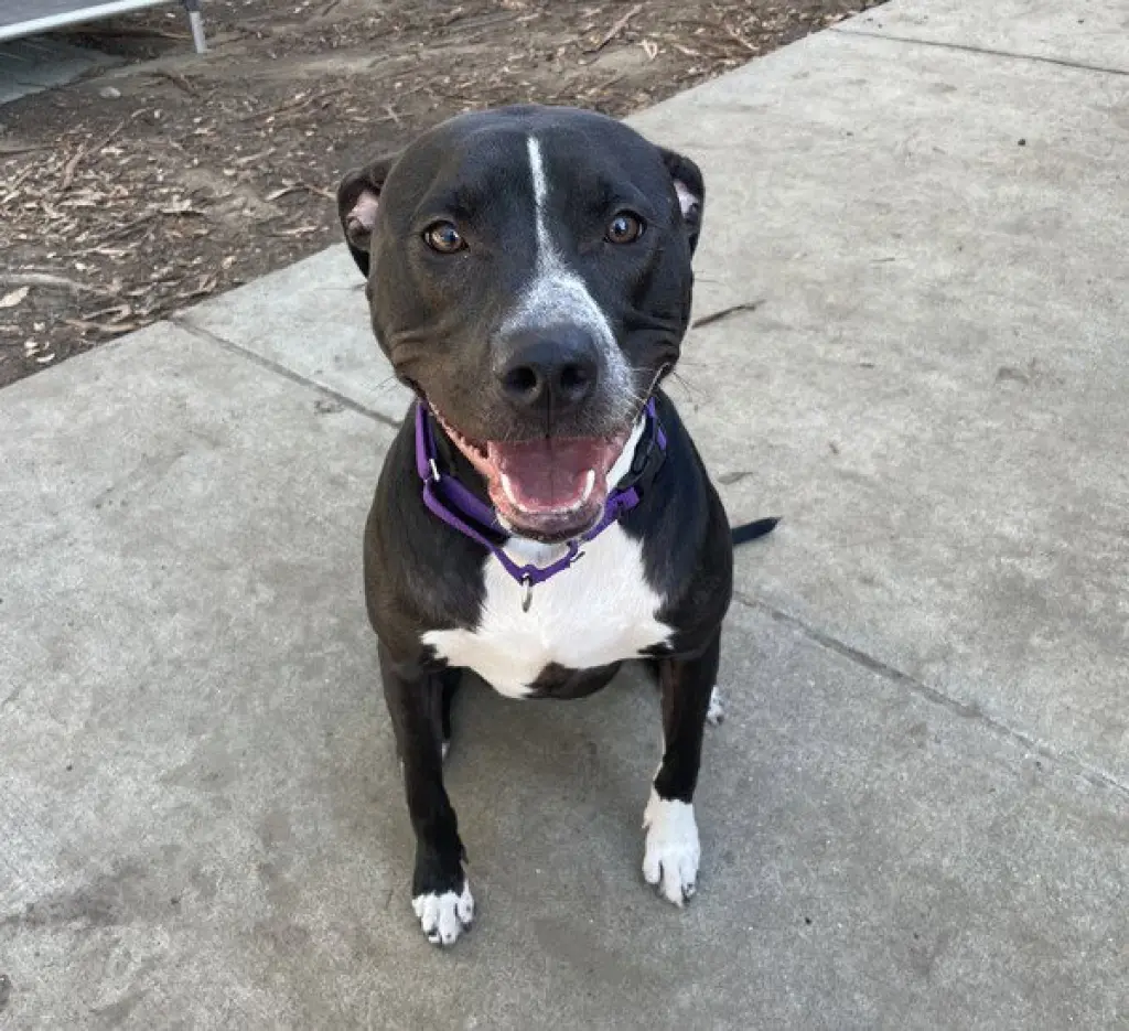 NOVA