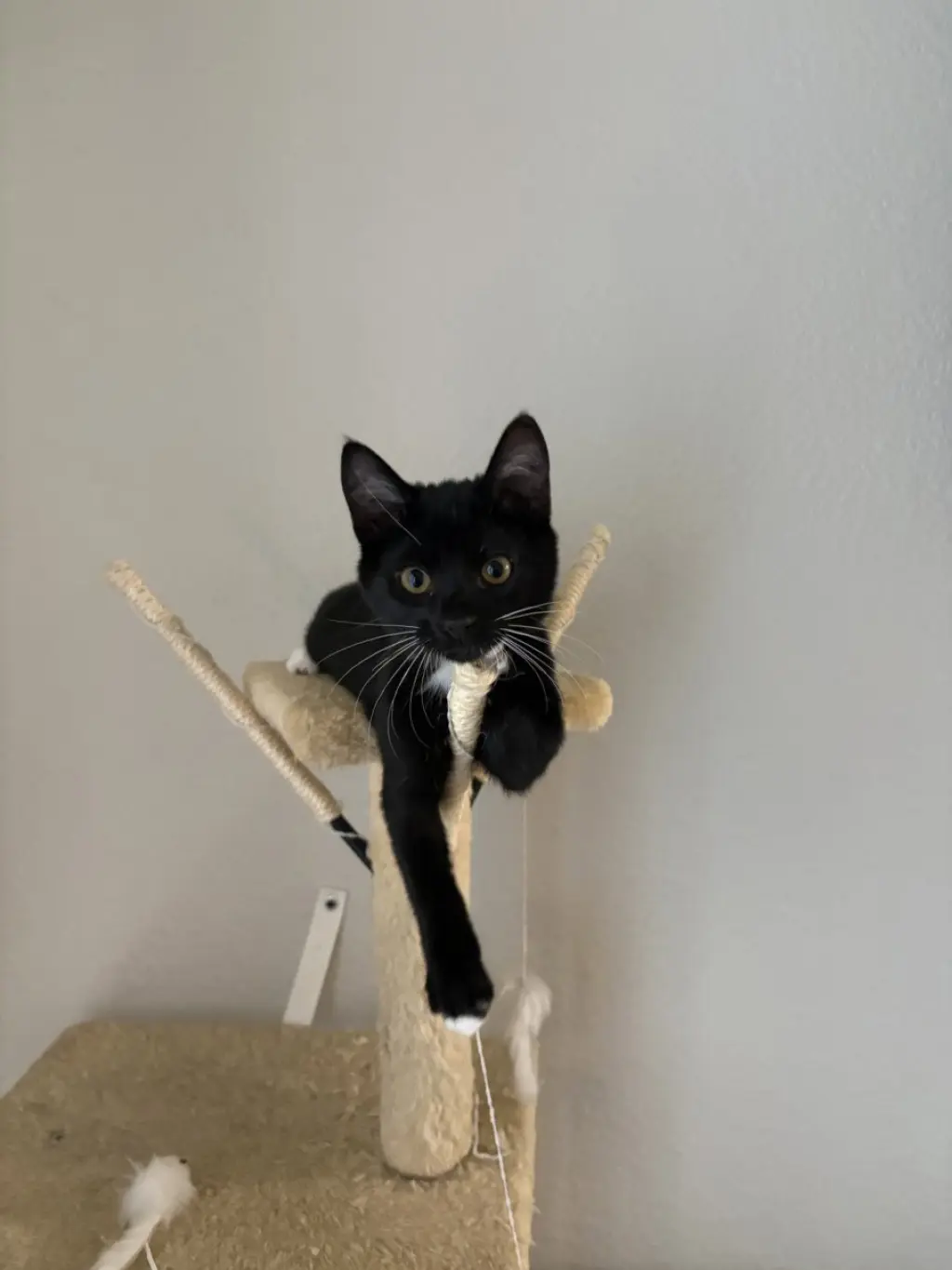 *NATASHA