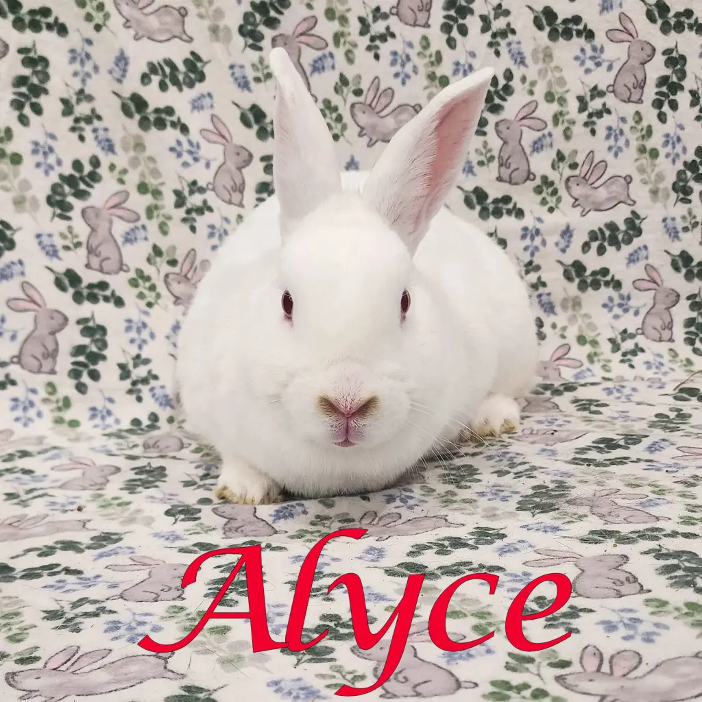 Alyce