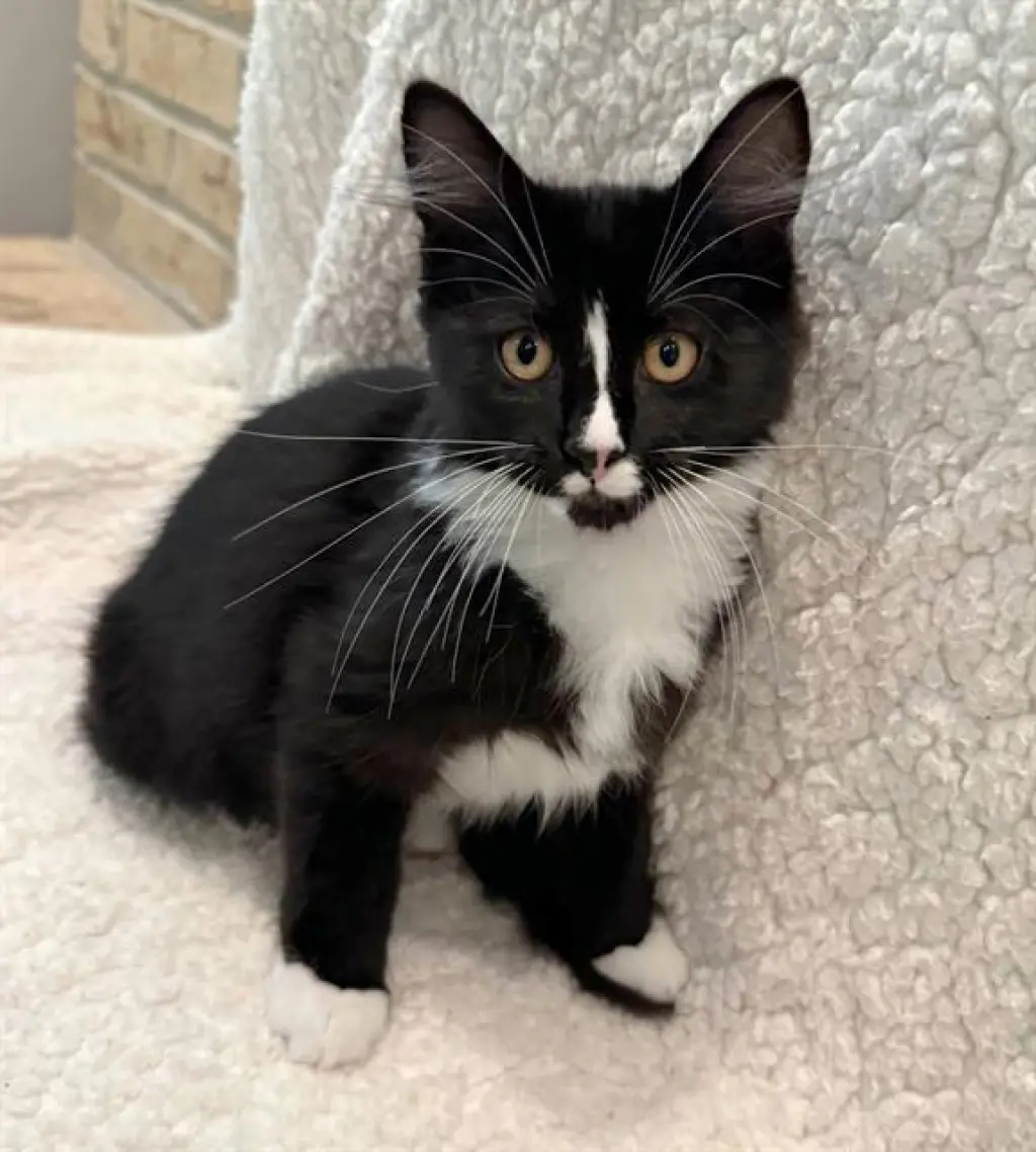 MITTENS