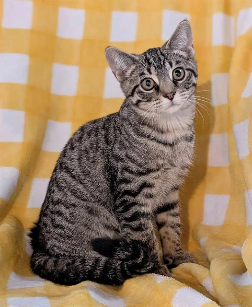 TANGO