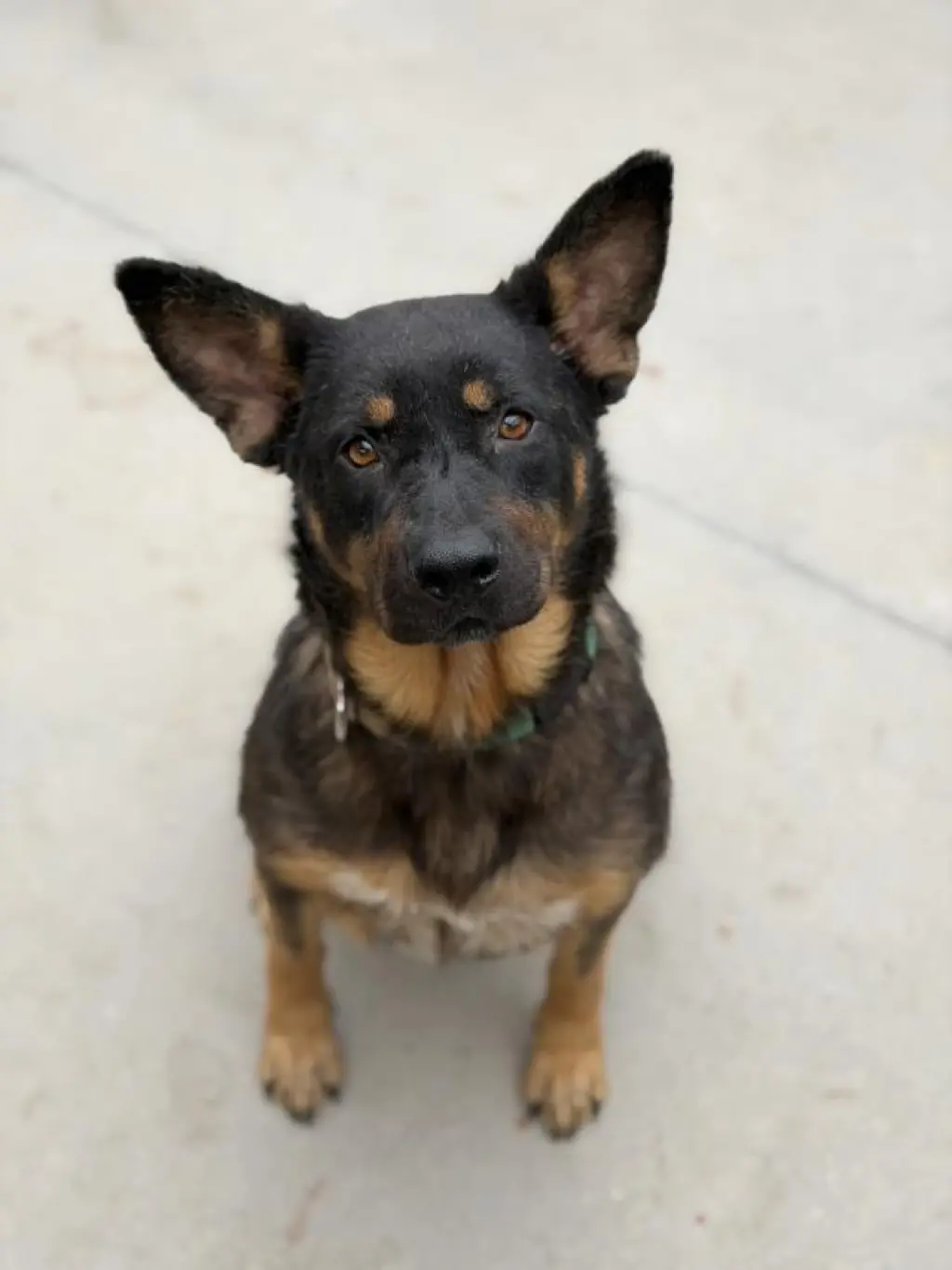 GRACIE