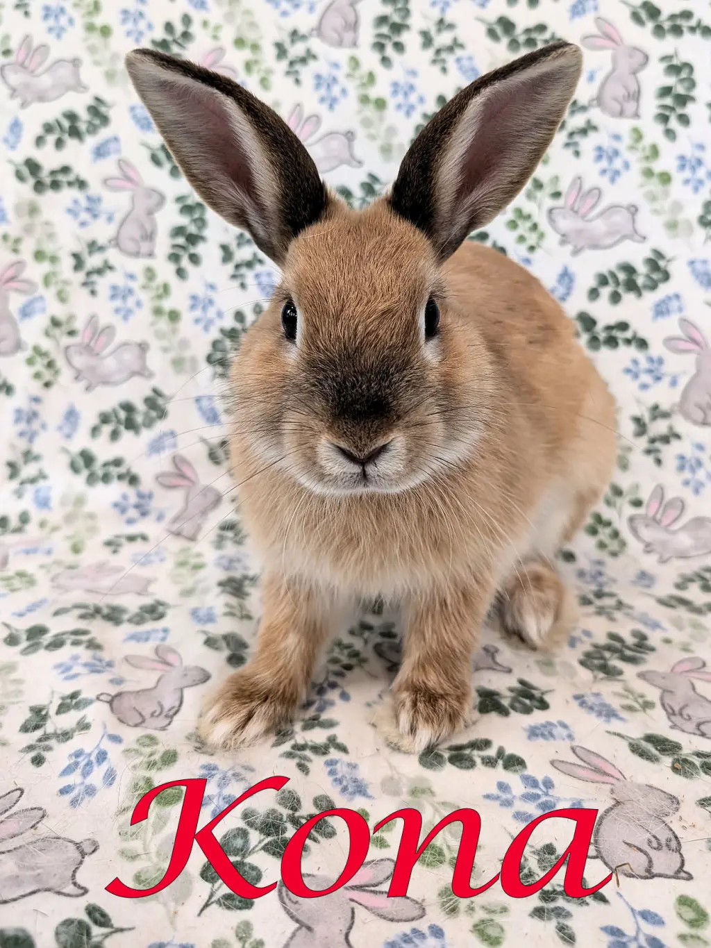 Kona