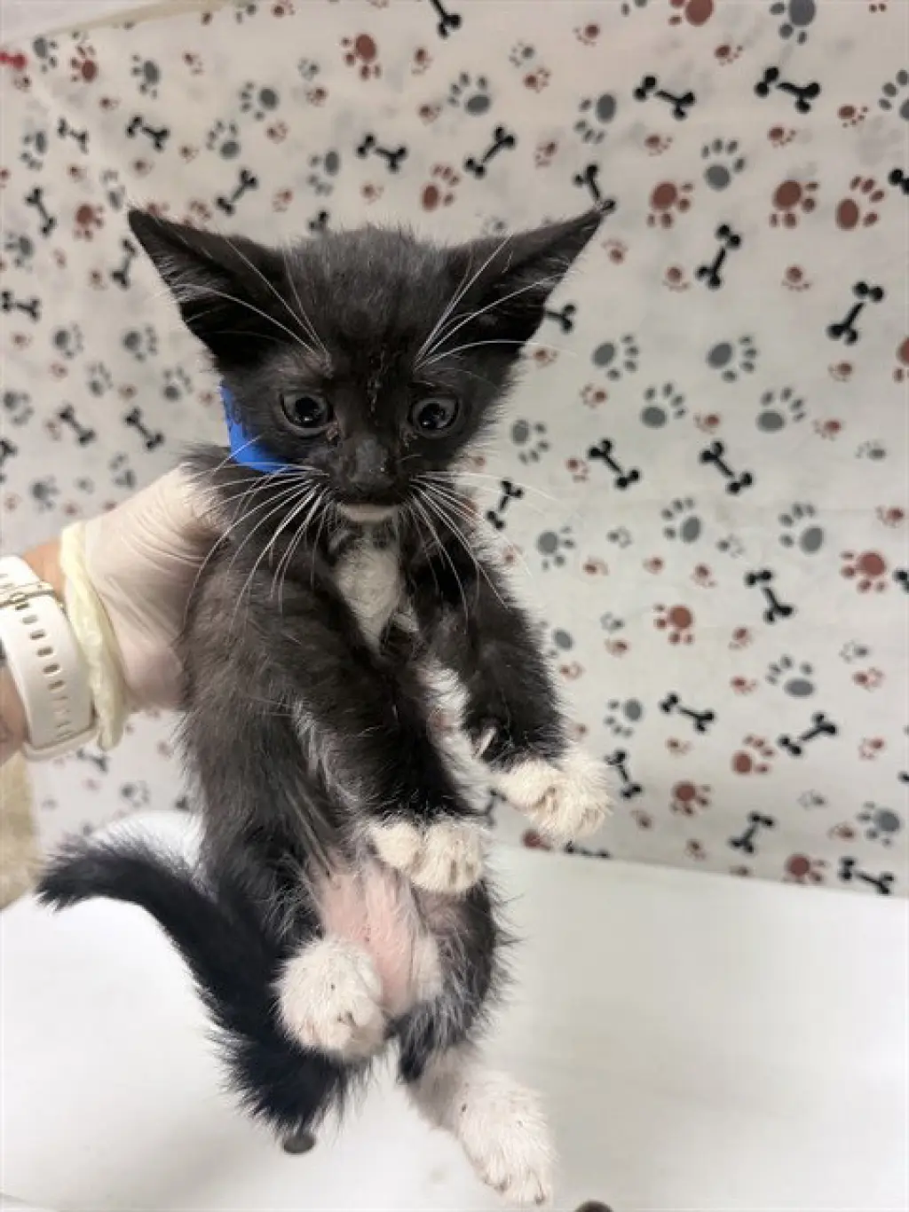 SAM