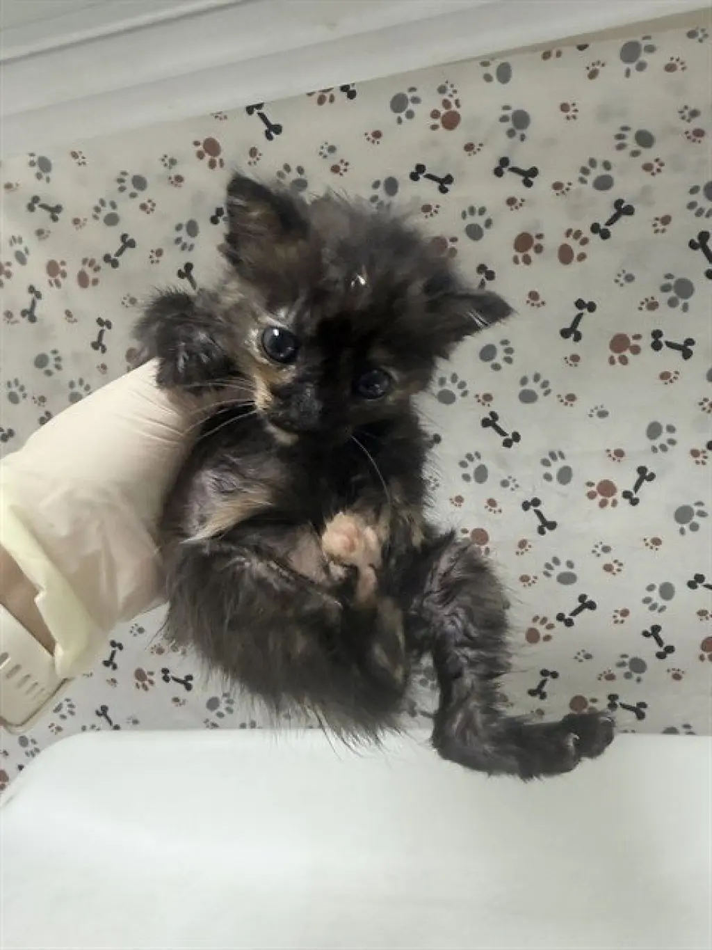 CLAWDIA