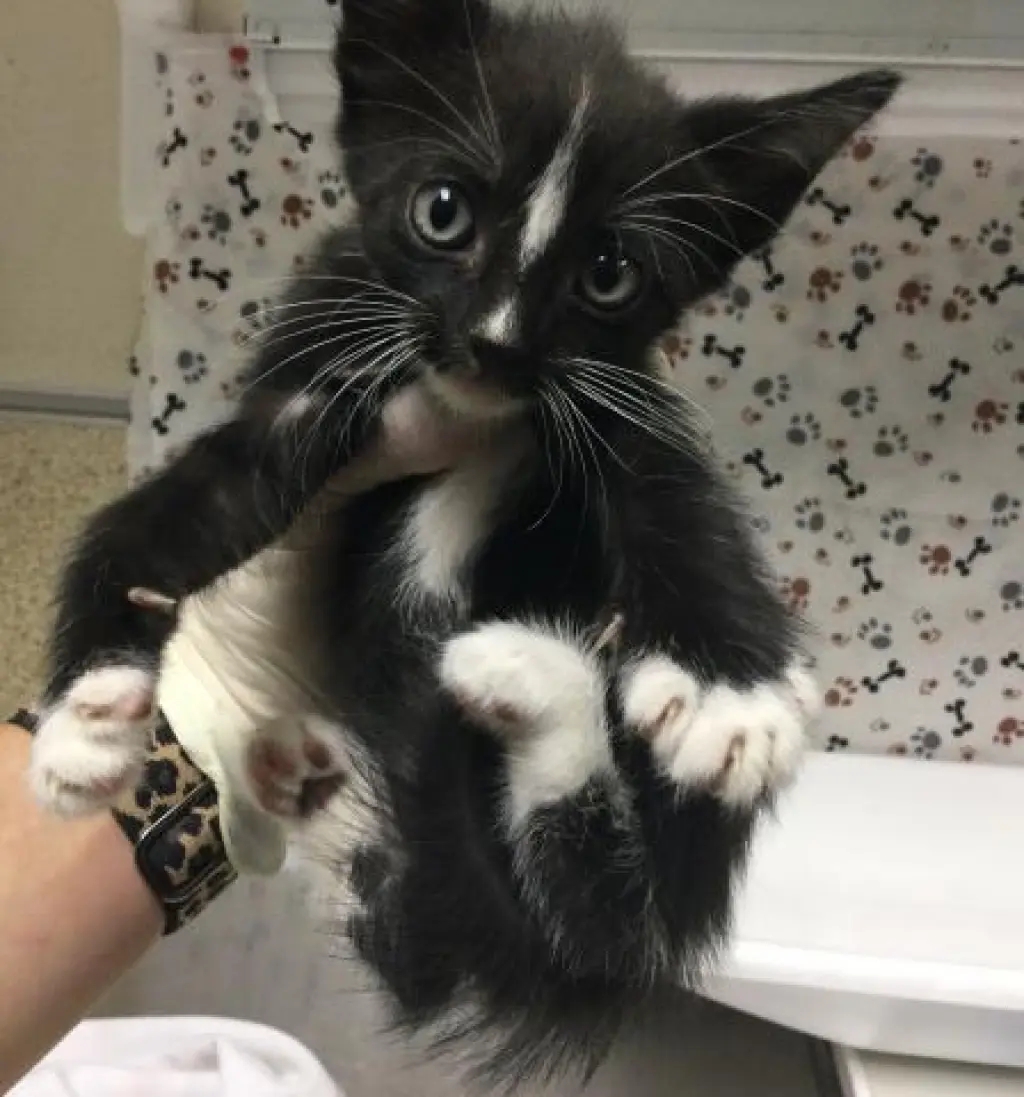 SKUNKY