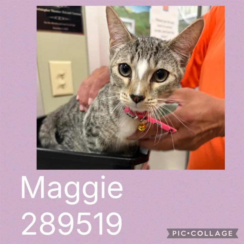 MAGGIE