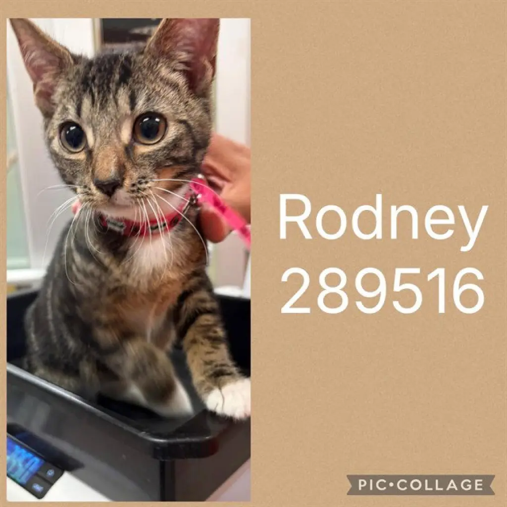 RODNEY
