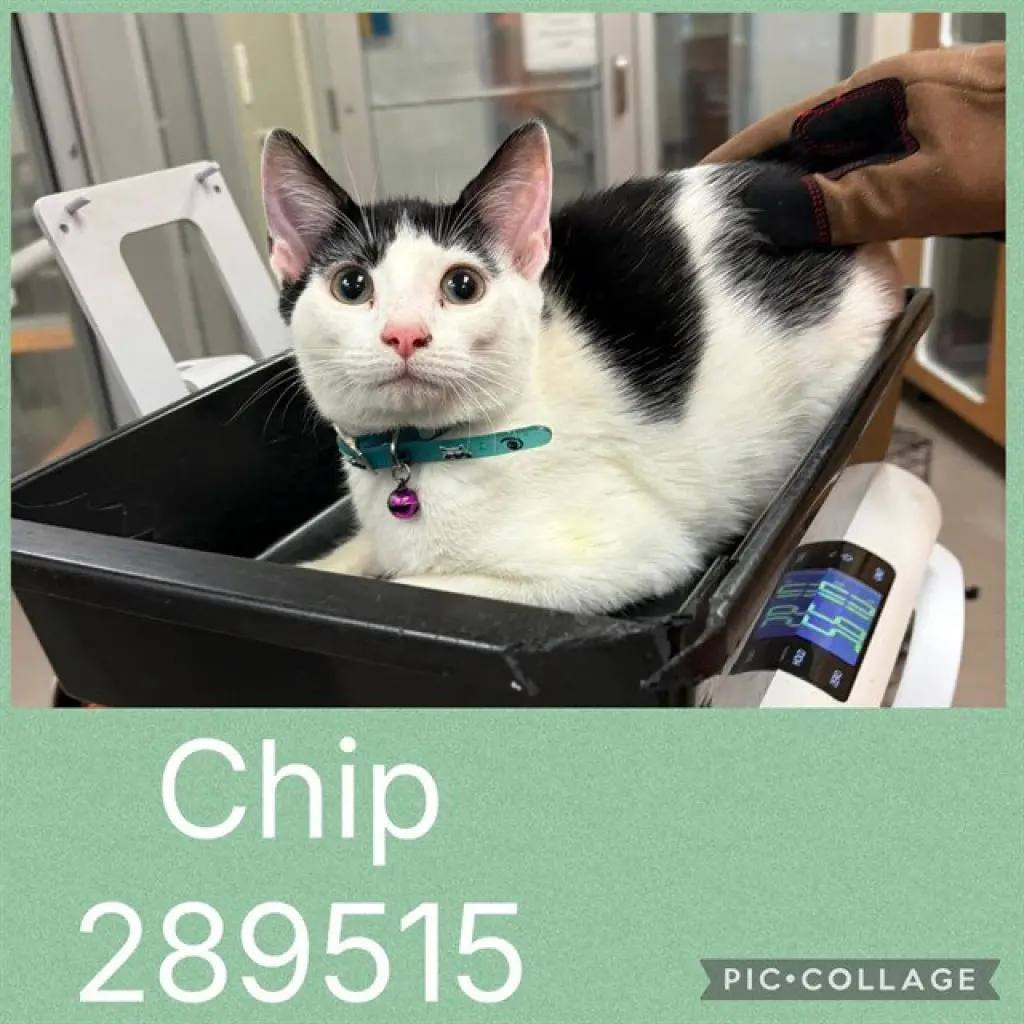 CHIP