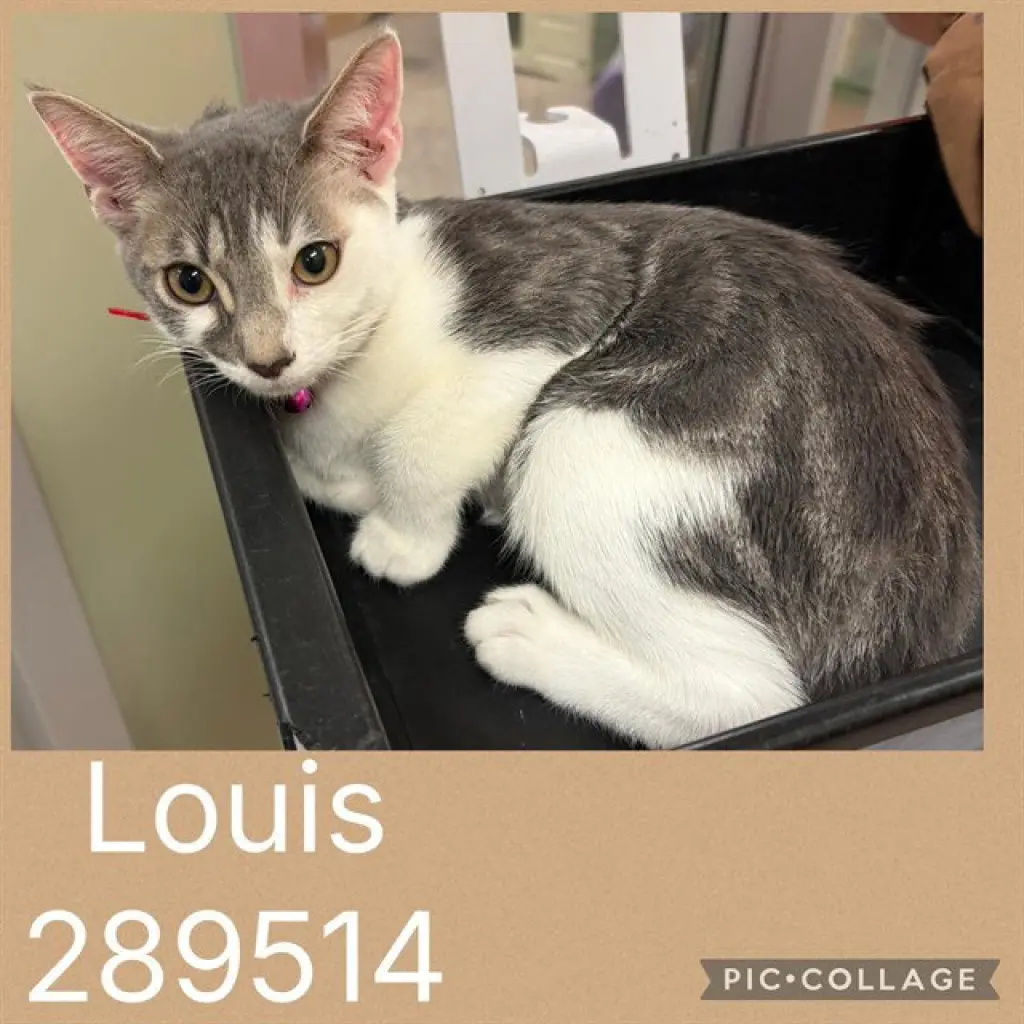 LOUIS