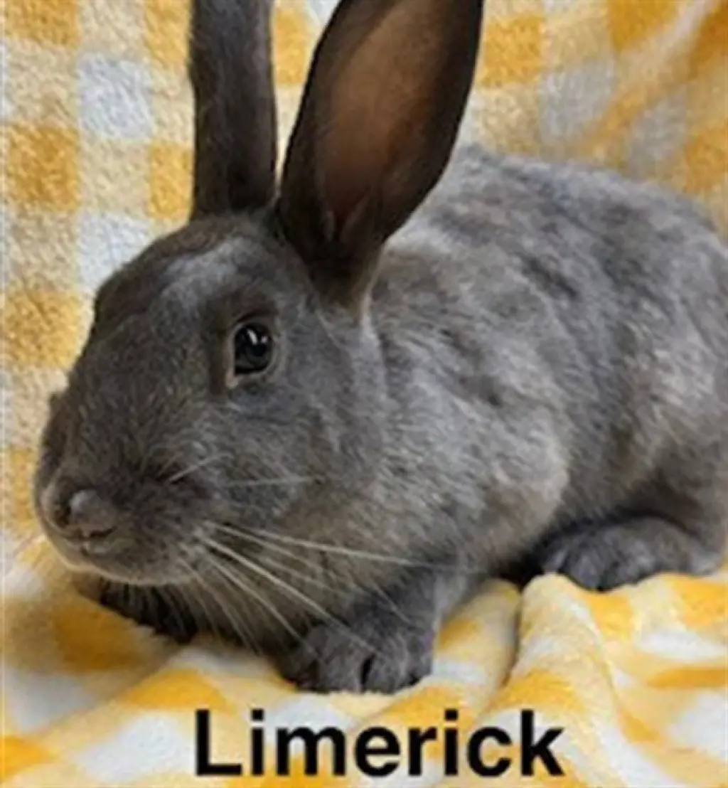 LIMERICK