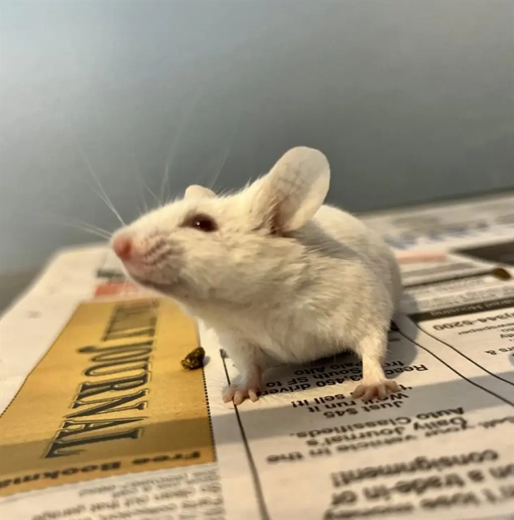 DUMBO