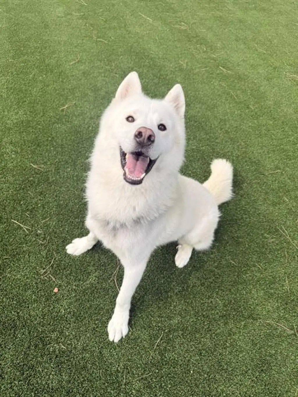 SHIRO