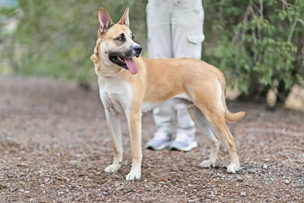 DAKOTA