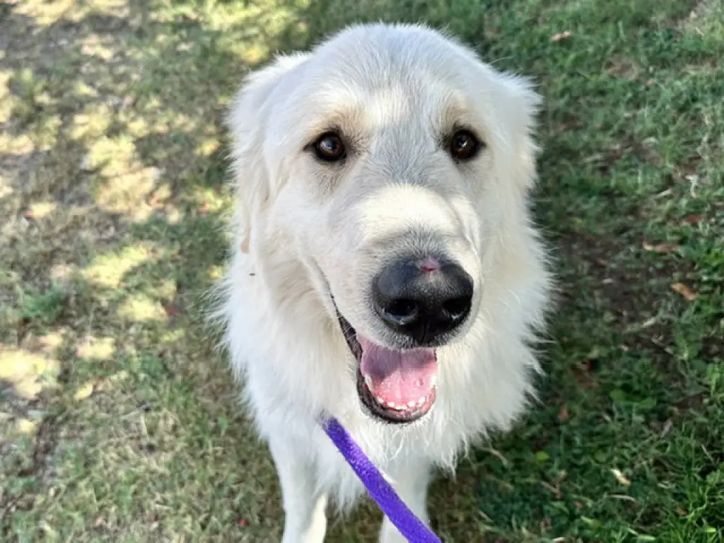 SANDOR