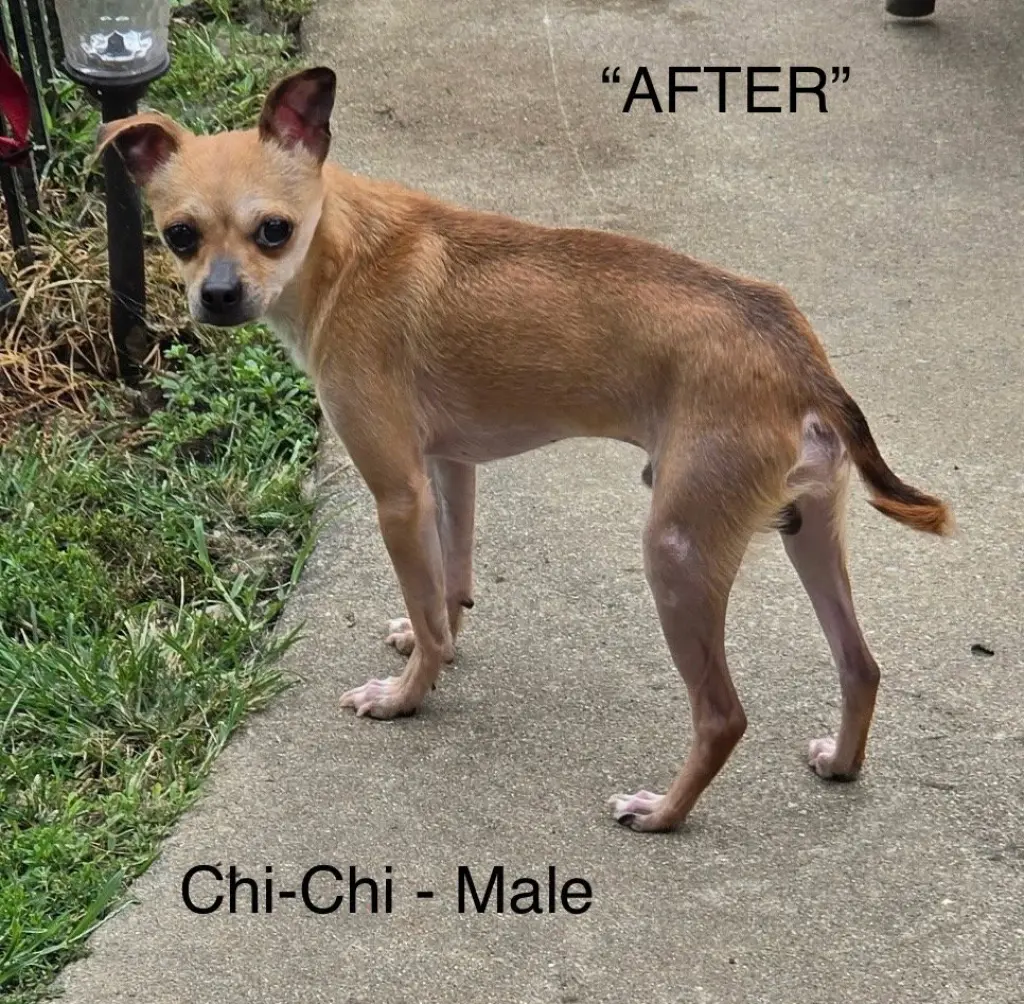 Chi-Chi