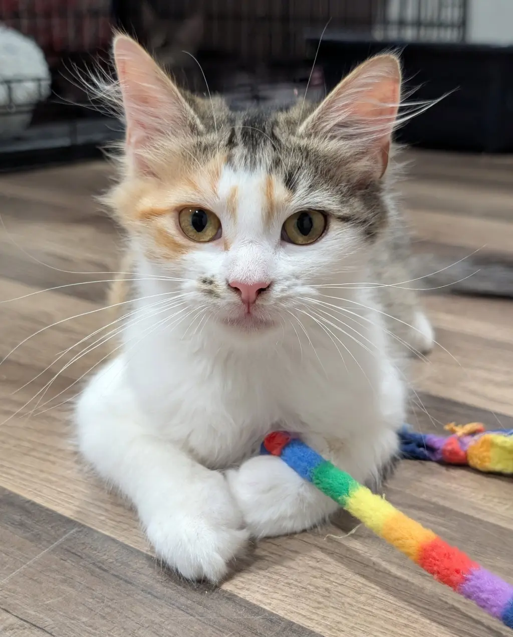 Isla