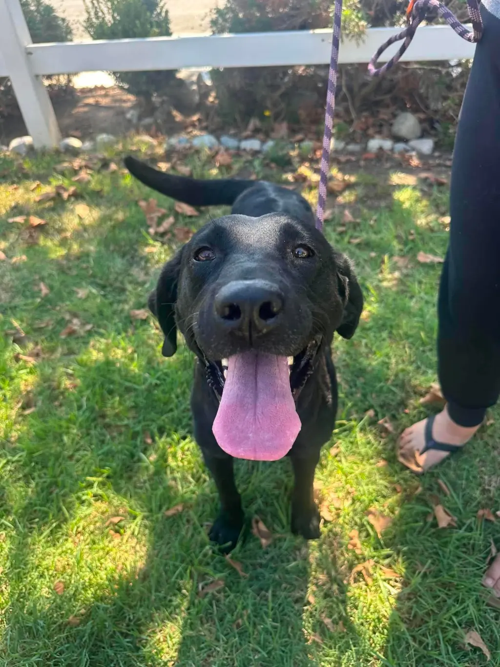 Molly aka Pippa