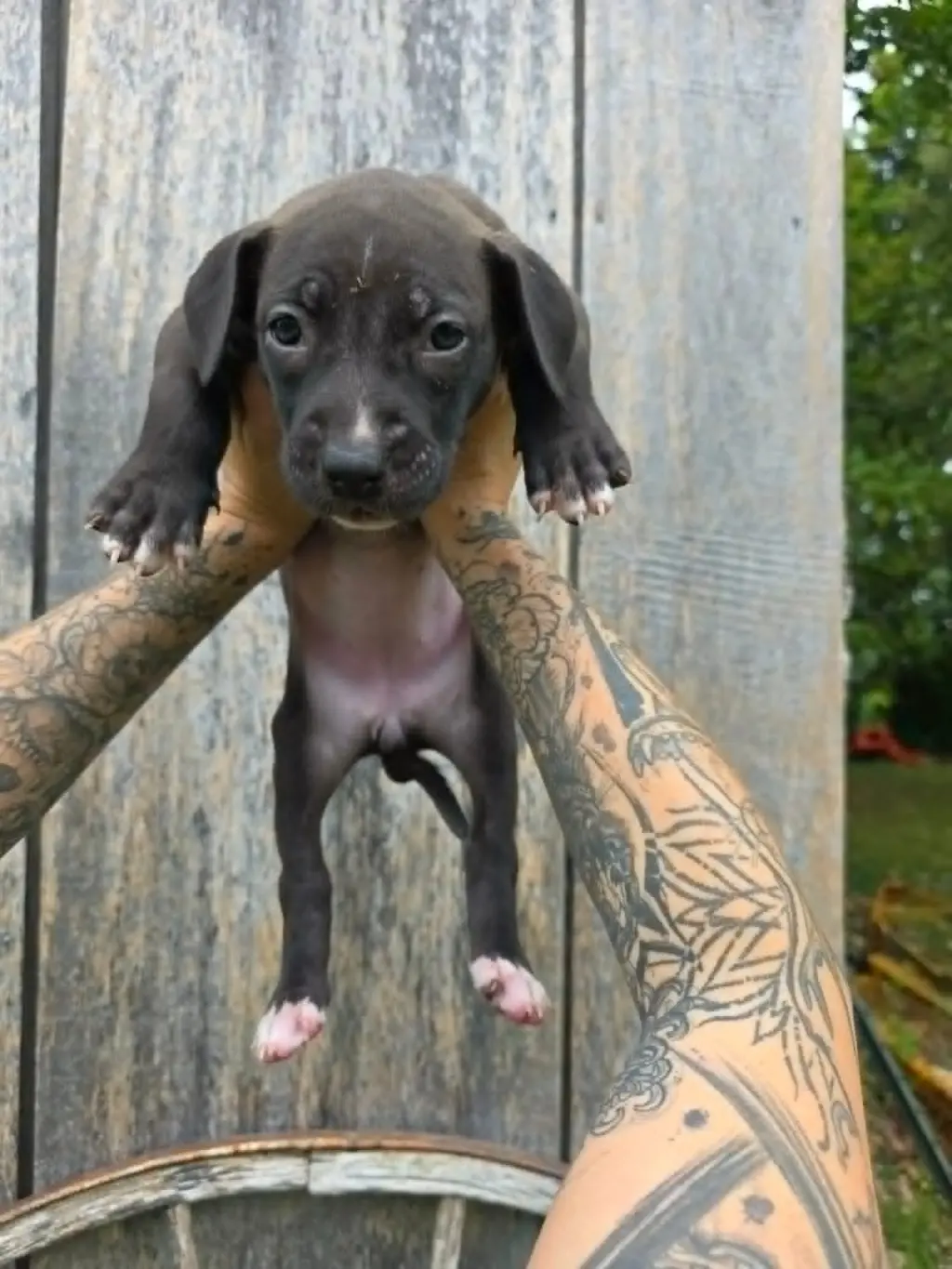SR Puppy 21/21