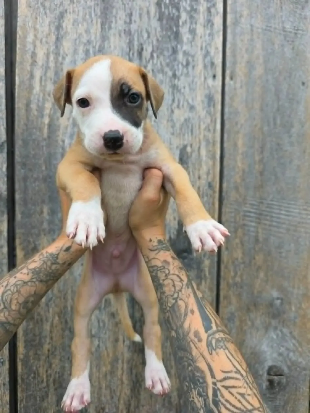 SR Puppy 7/21